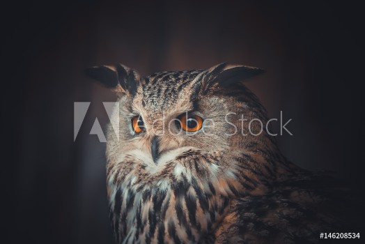Picture of Eagle owl